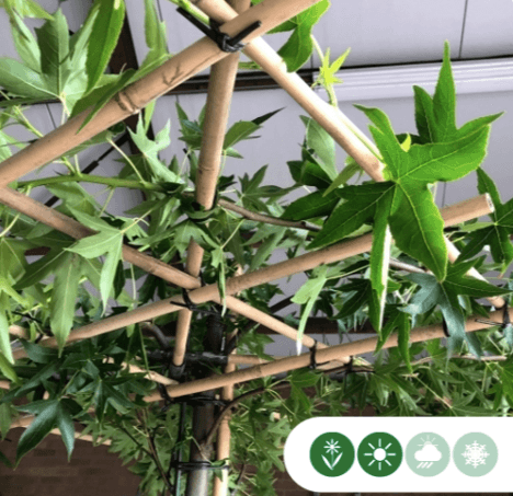 Amberboom vierkant dak 200-220 cm stamhoogte