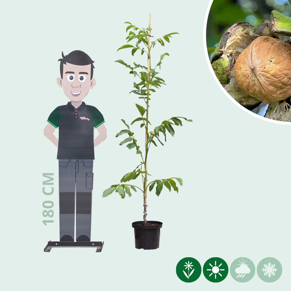 Walnotenboom 'Buccaneer'