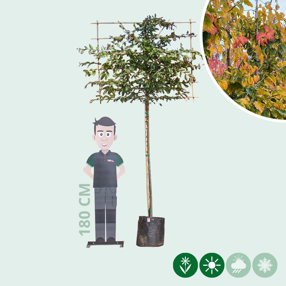 Parrotia leiboom 150 cm