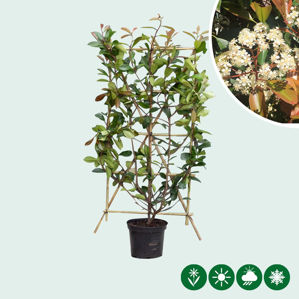 Photinia haagelement 150 cm totaalhoogte