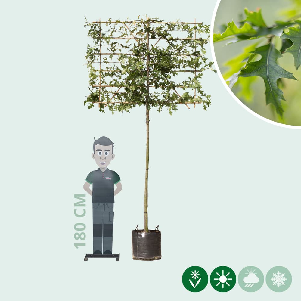 Moeraseik leiboom 180 cm