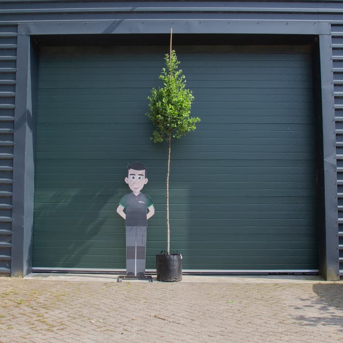 Zuil krentenboom (hoogstam)