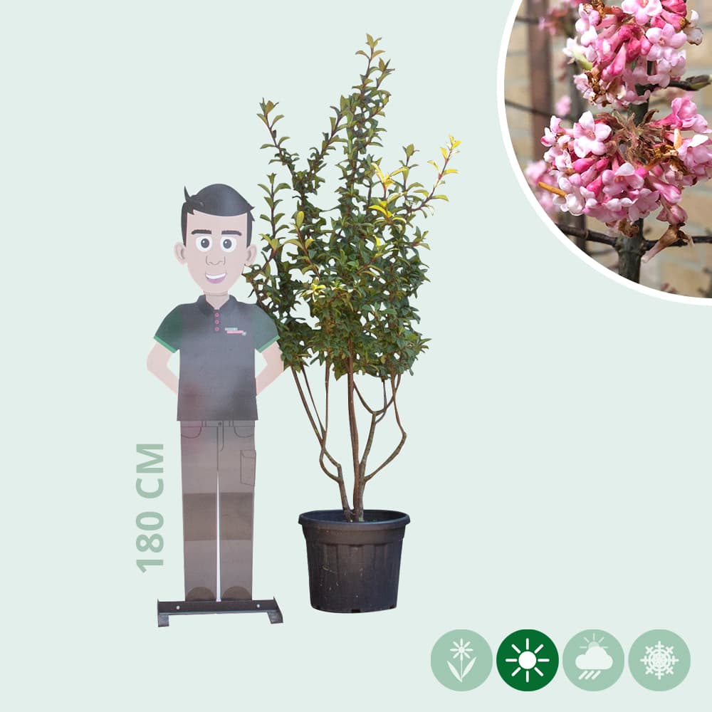 Sneeuwbal meerstammig