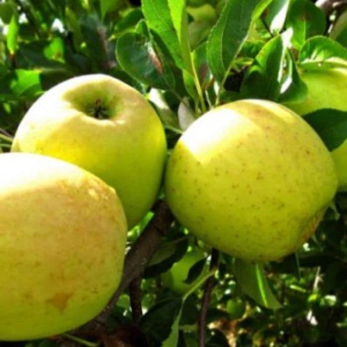 Appelboom Malus d. 'Golden Delicious'