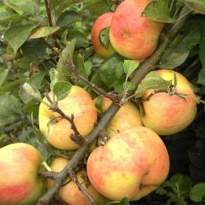 Appelboom Malus domestica 'Glorie van Holland'