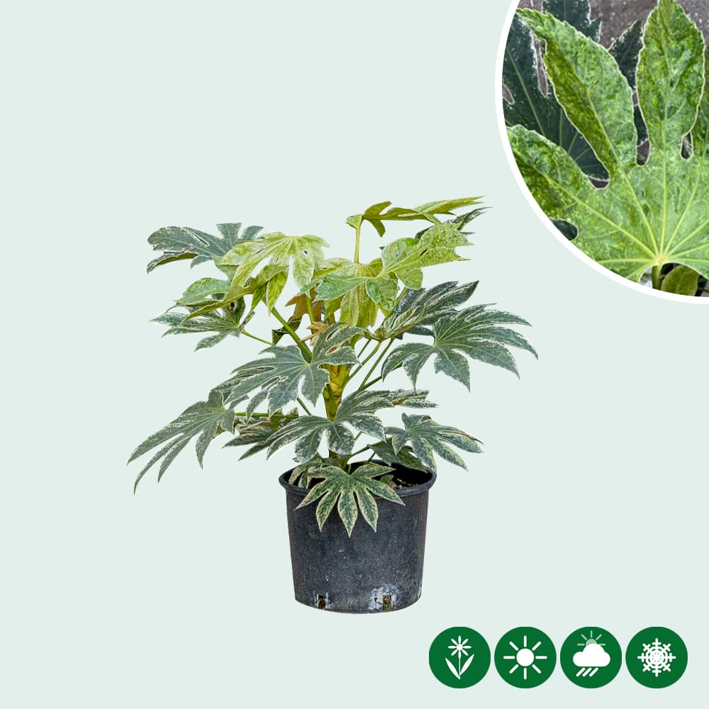 Vingerplant Spiders web