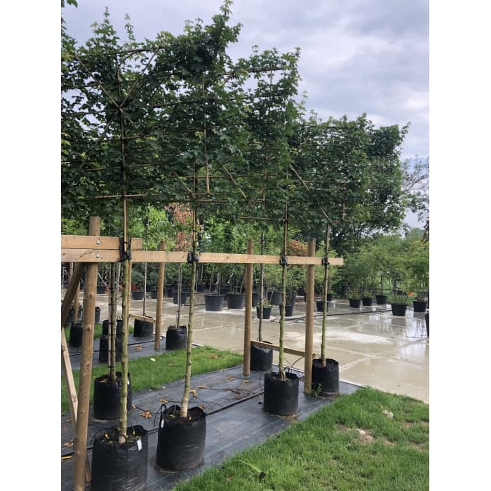 Veldesdoorn leiboom 180 cm