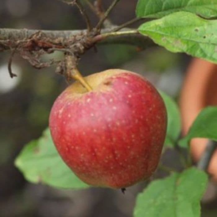 Appelboom Malus domestica 'Notarisappel' 2