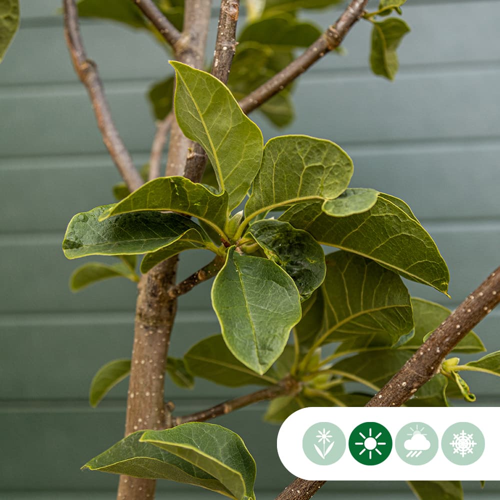 Magnolia Black tulip