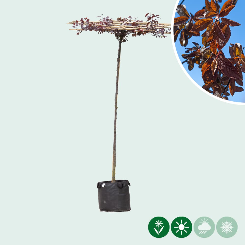 Kerspruim kruisdak 200-220 cm stamhoogte