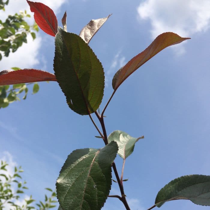 Roodbladige sierappel