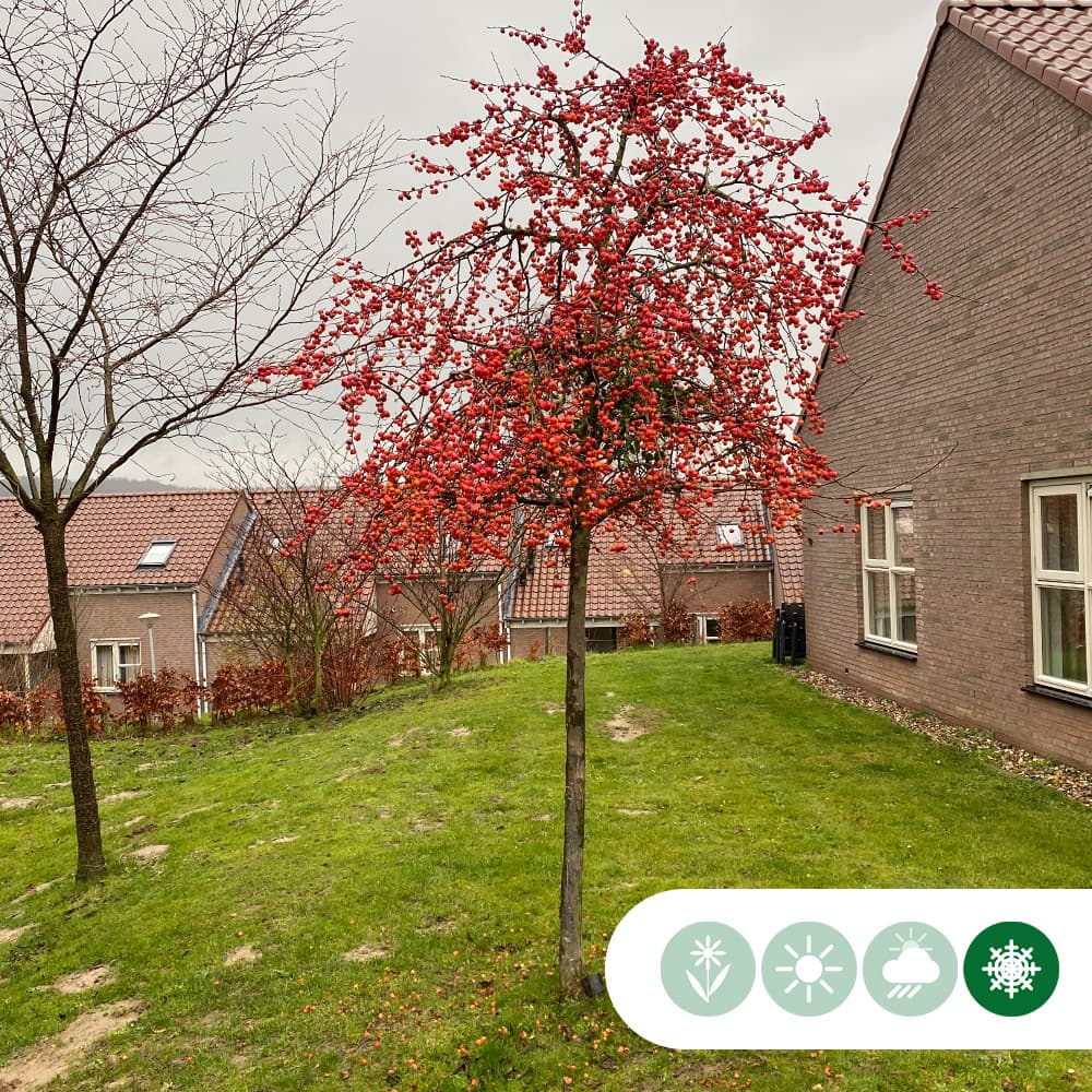 Rode sierappel 'Red Sentinel'