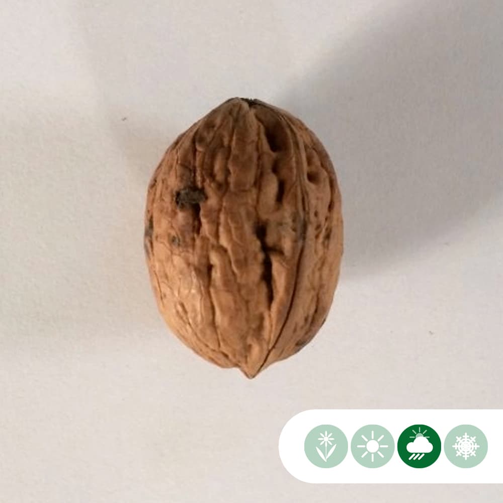 Walnotenboom 'Broadview'