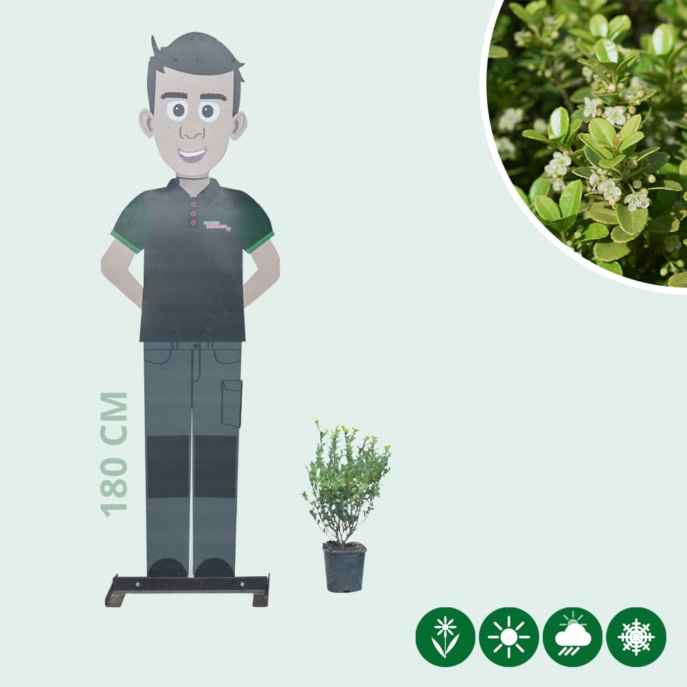 Japanse hulst haag 30 cm