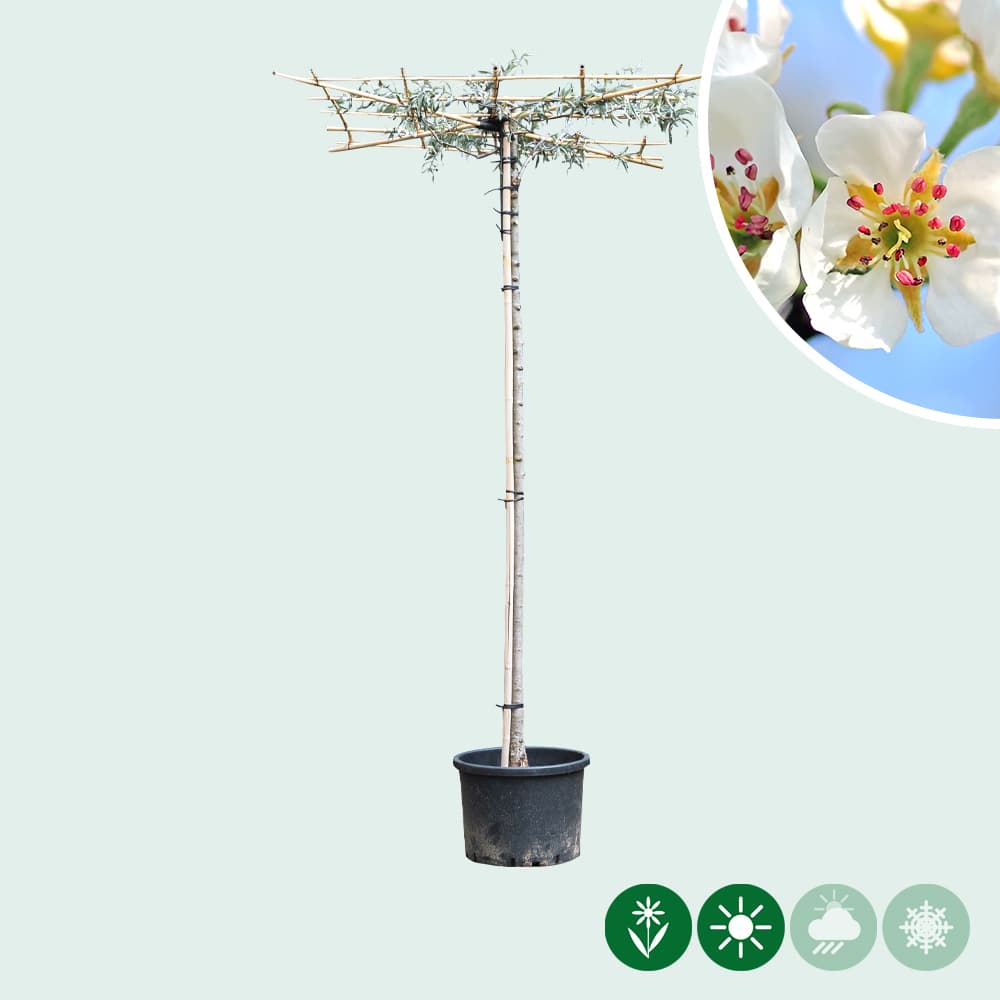 Daksierpeer 200-220 cm stamhoogte