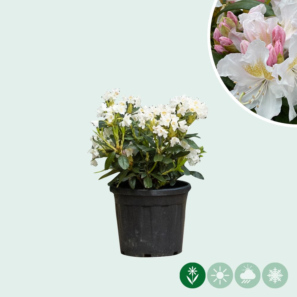 Rhododendron Cunninghams White