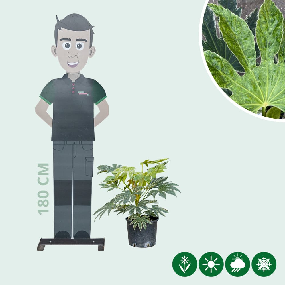 Vingerplant Spiders web