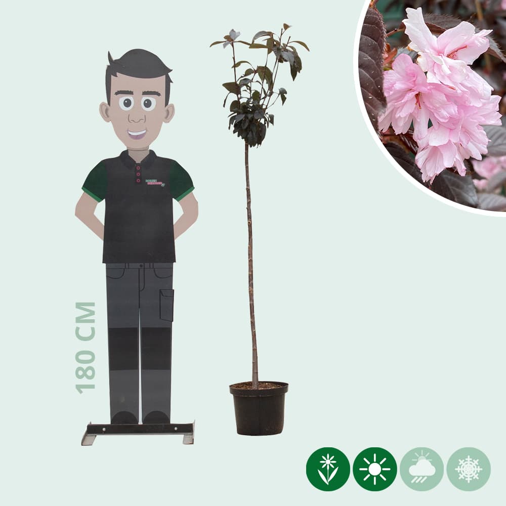 Rode Japanse sierkers