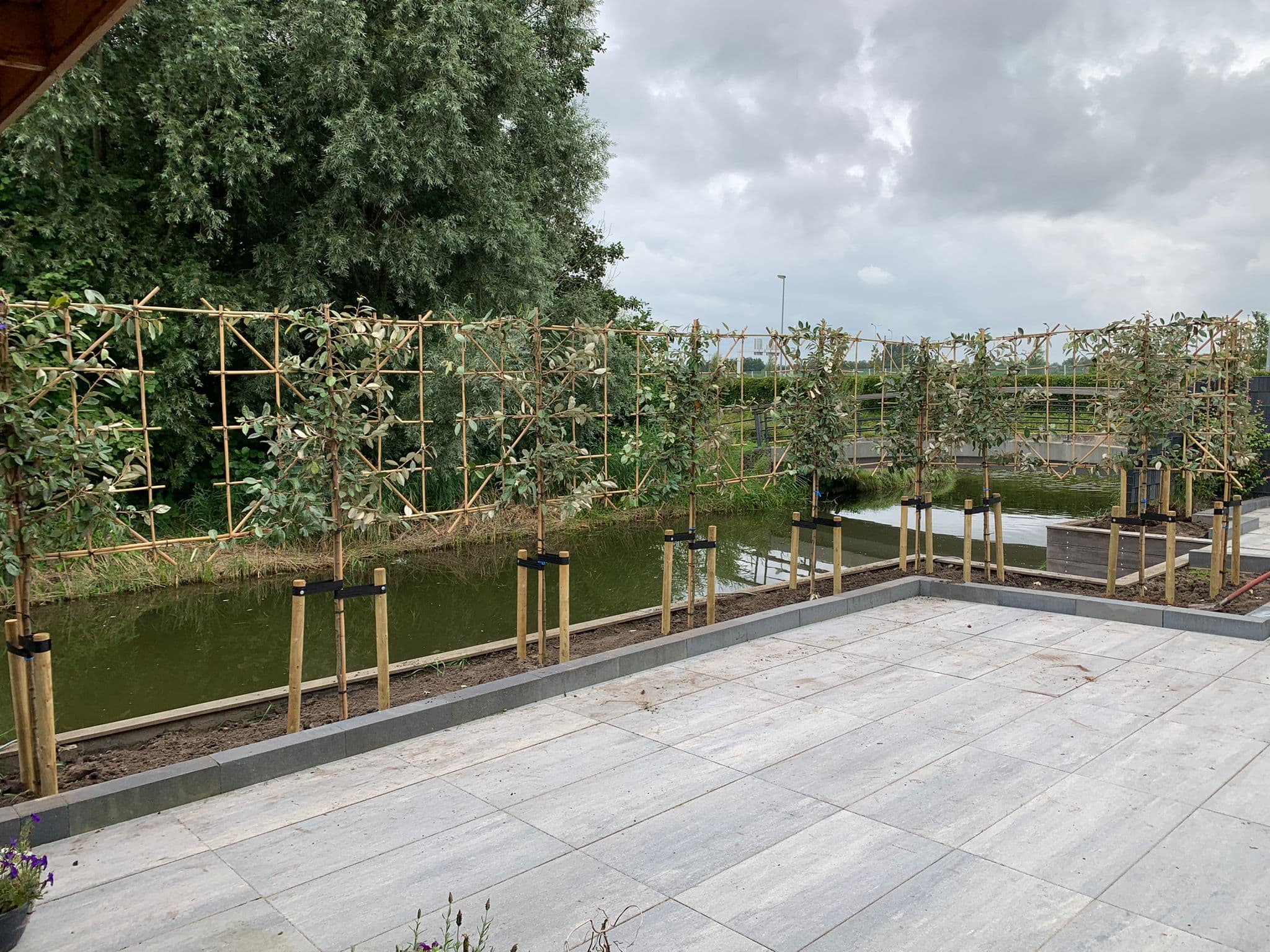 Olijfwilg leiboom 120 cm