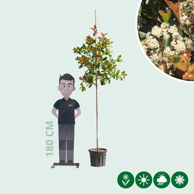 Glansmispel boomvorm