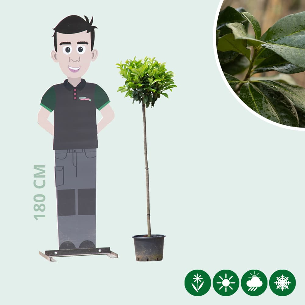 Bol laurier Etna 120 cm stamhoogte