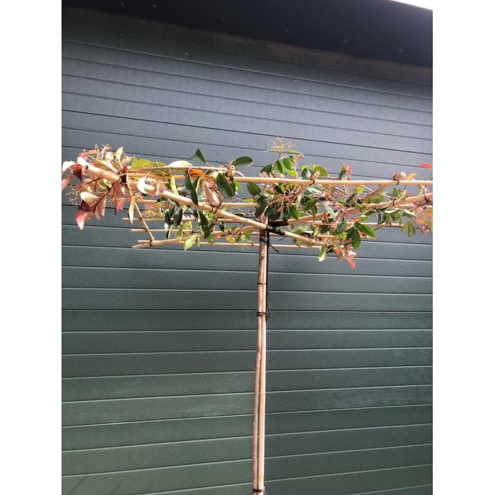 Dakphotinia 200-220 cm stamhoogte