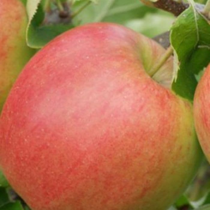 Appelboom Malus domestica 'Jonagold'