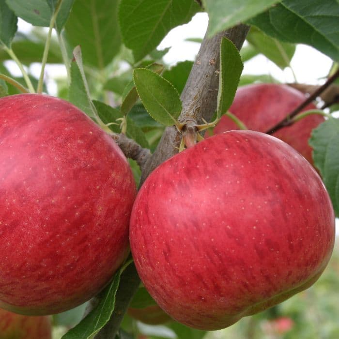 Appelboom Malus domestica 'Ecolette' 2