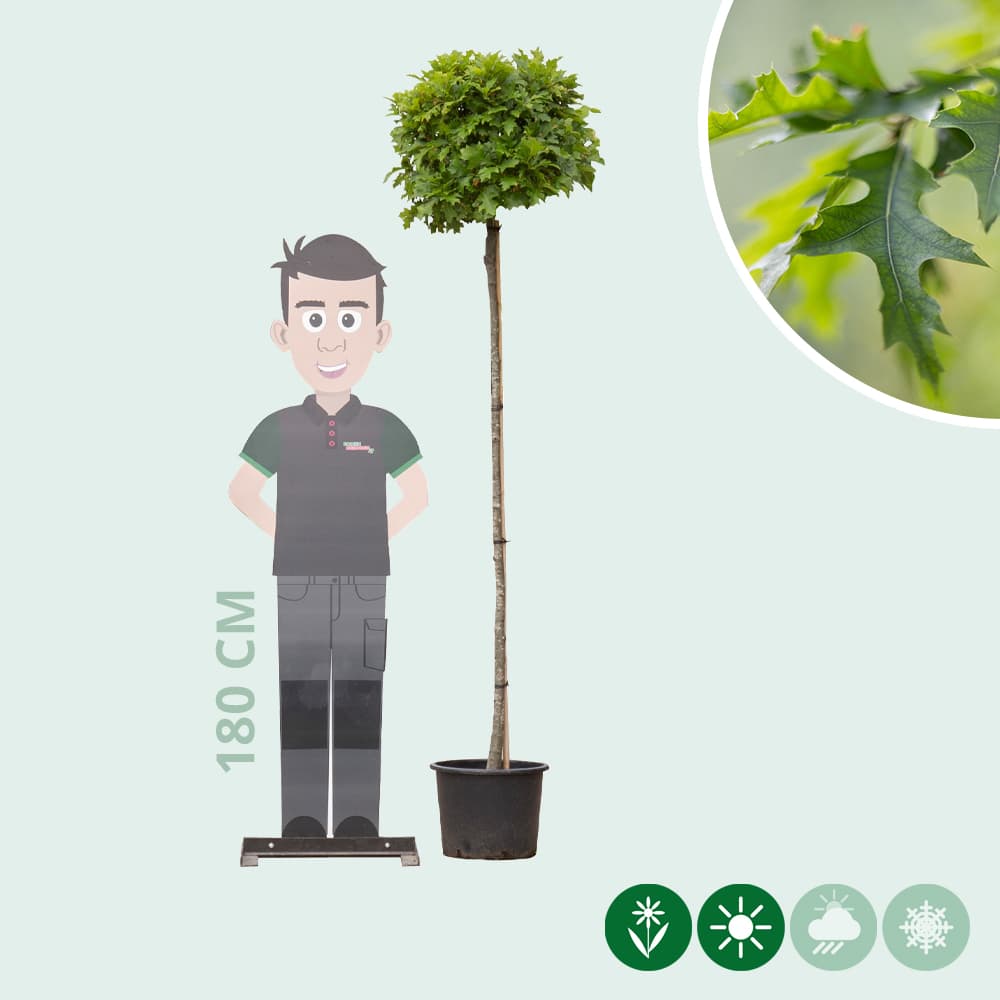 Bol Moeraseik 180 cm stamhoogte