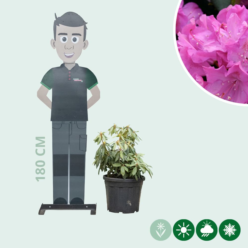 Rhododendron Roseum elegans