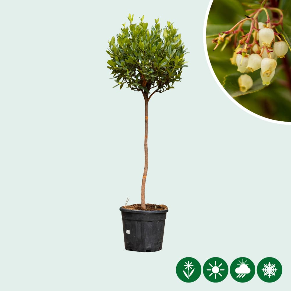 Aardbeienboom halfstam