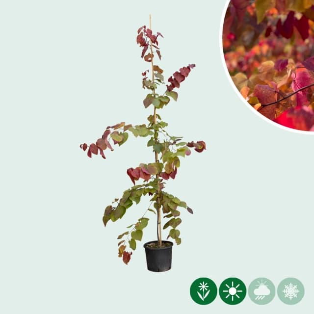 Judasboom leiboom 'Eternal Flame'