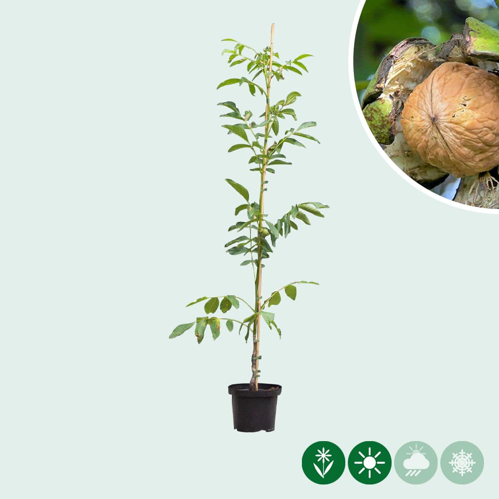 Walnotenboom 'Buccaneer'