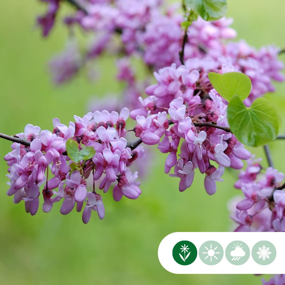 Gewone judasboom meerstammig