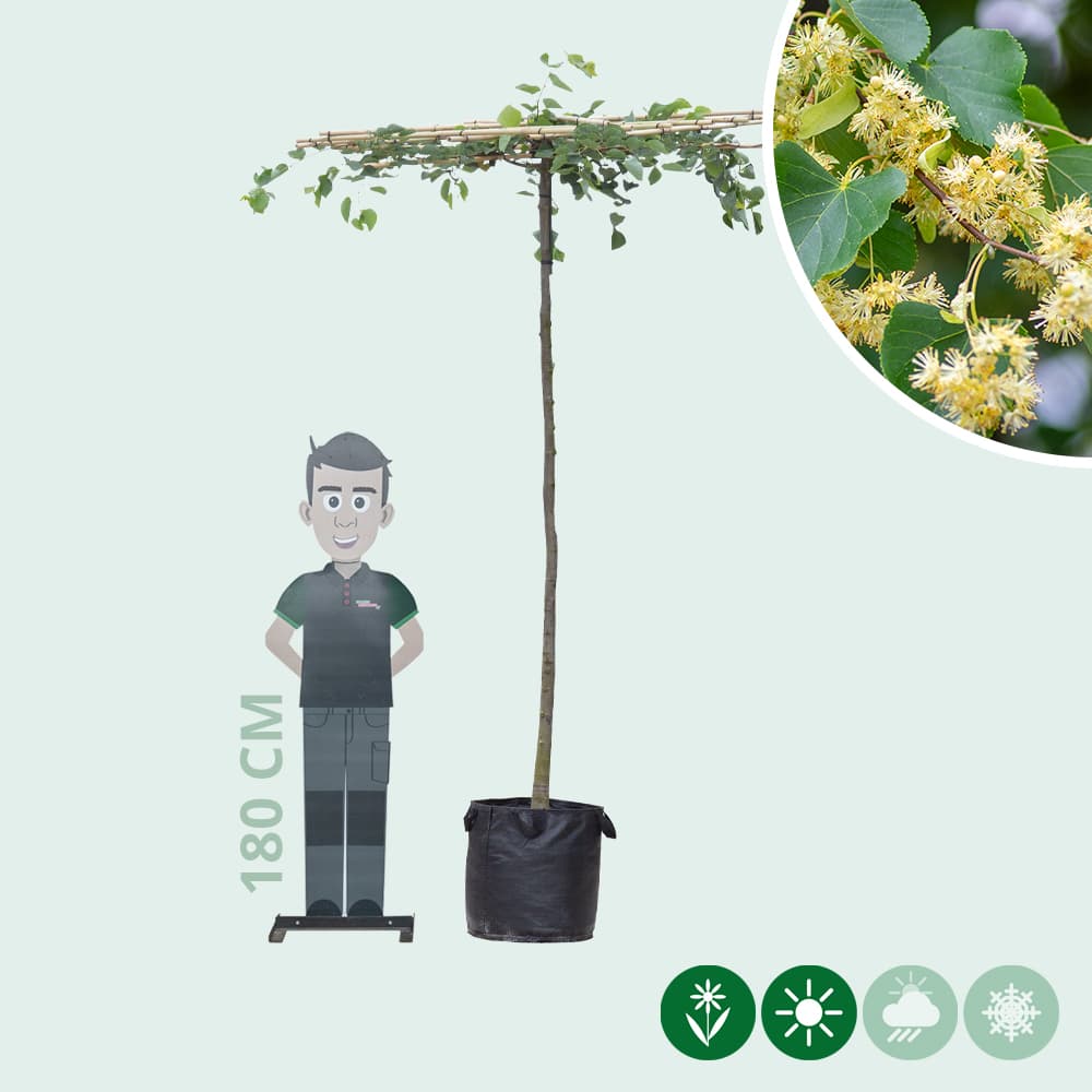 Linde vierkant dak 200-220 cm stamhoogte