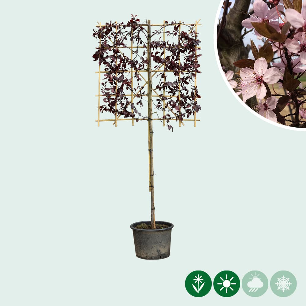 Kerspruim leiboom 100 cm