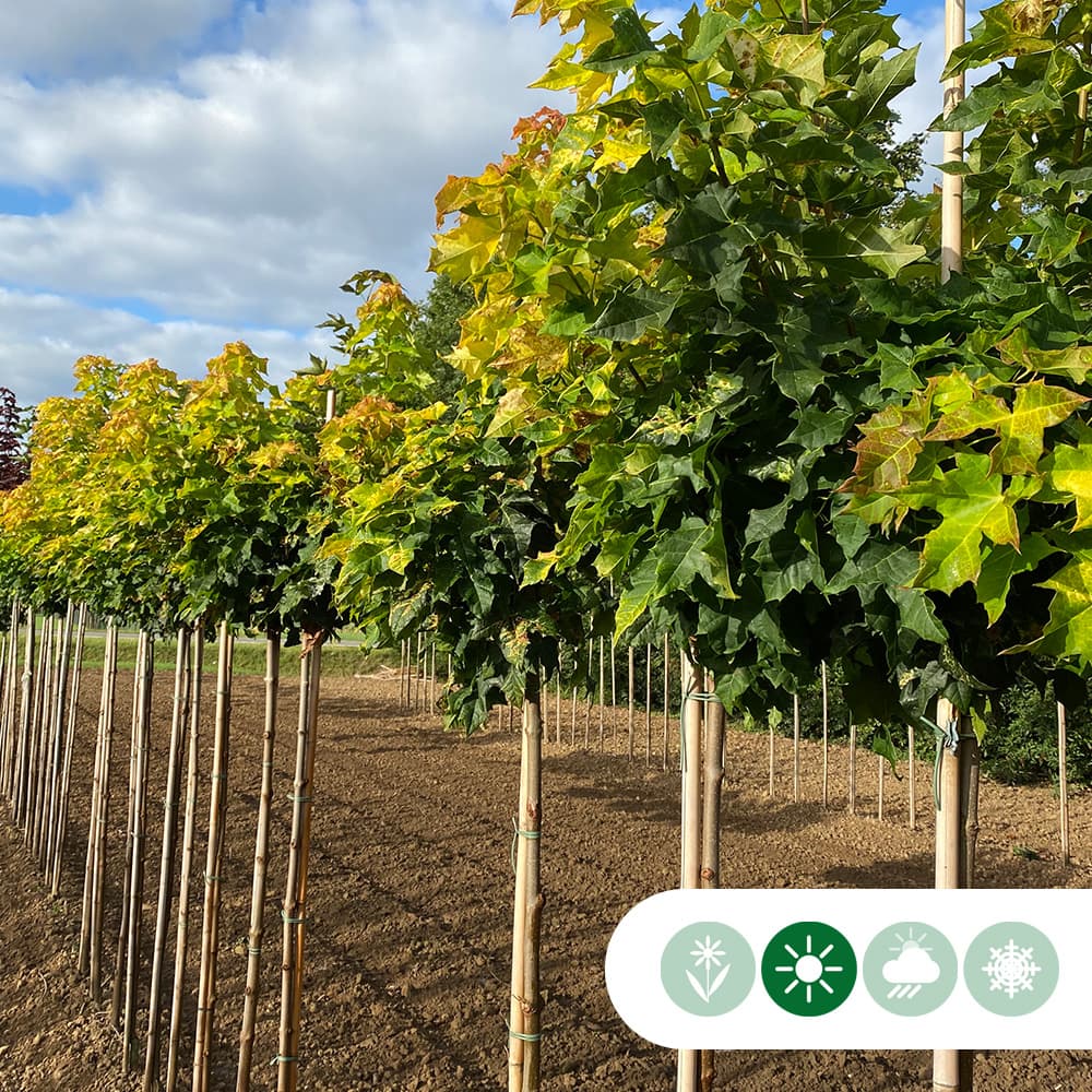 Gele bol esdoorn 120 cm stamhoogte