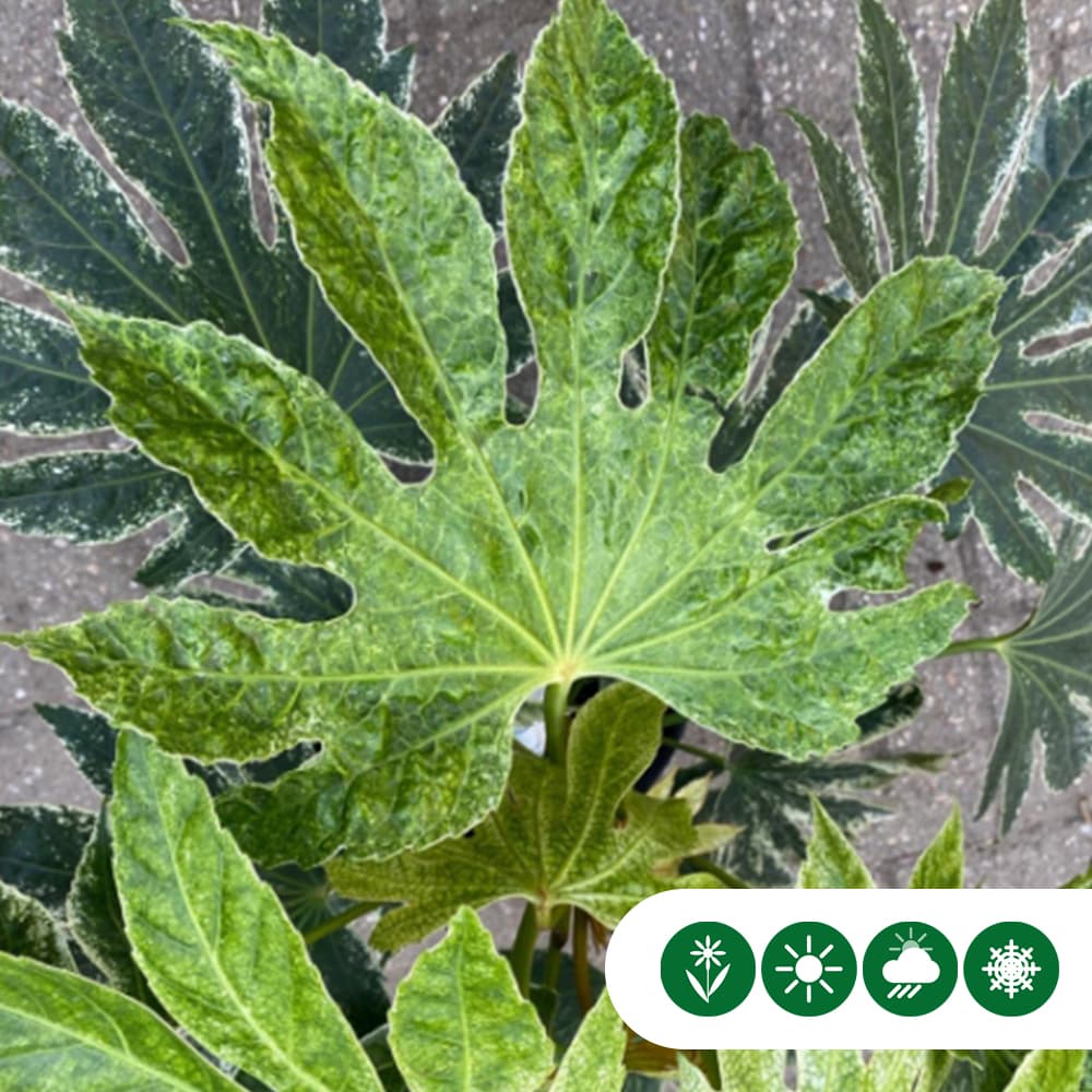 Vingerplant Spiders web