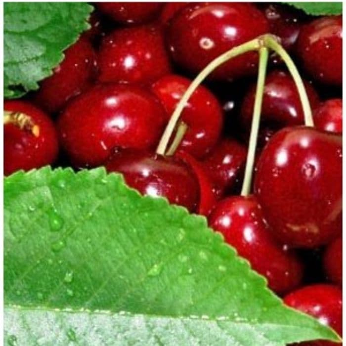 Prunus avium 'Hedelfinger'