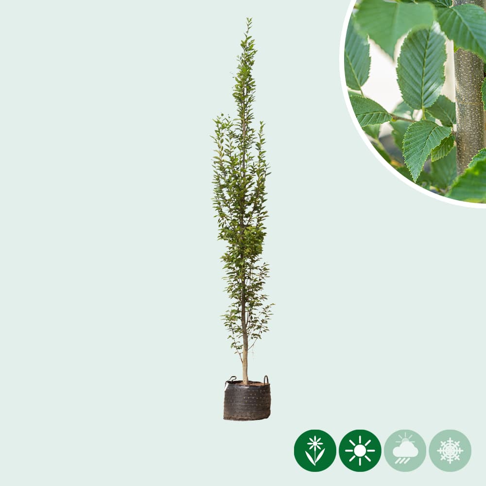 Zuil haagbeuk laagstam