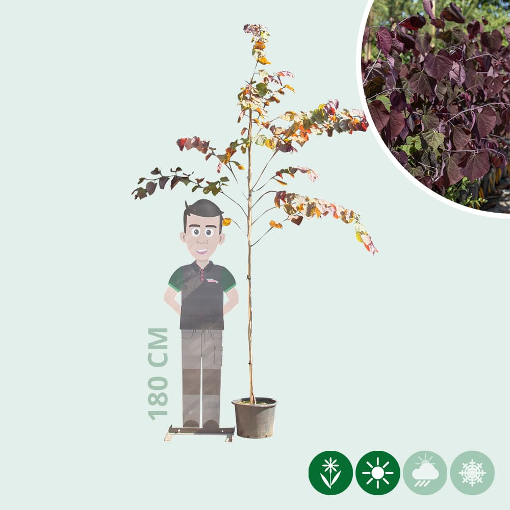 Judasboom 'Forest Pansy' hoogstam