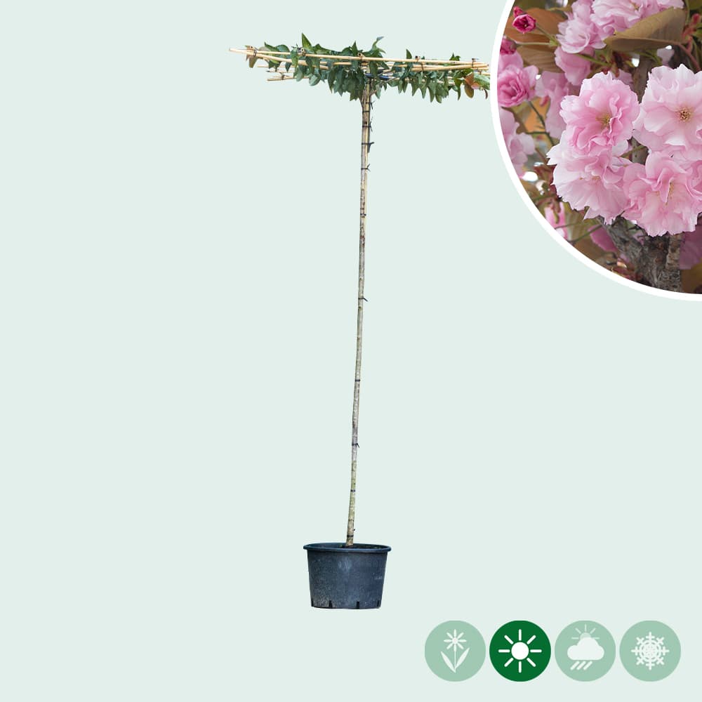 Japanse sierkers als dakboom 200-220 cm stamhoogte