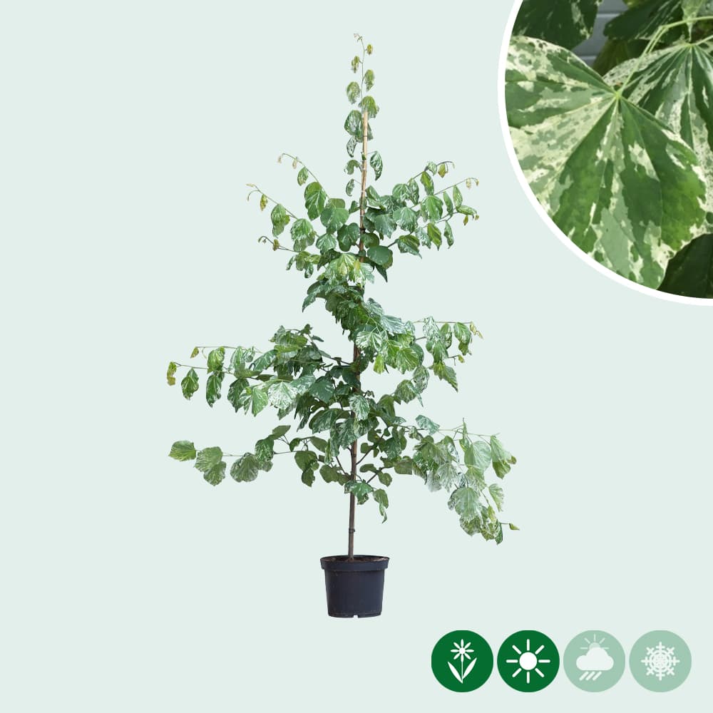 Judasboom 'Alley Cat'