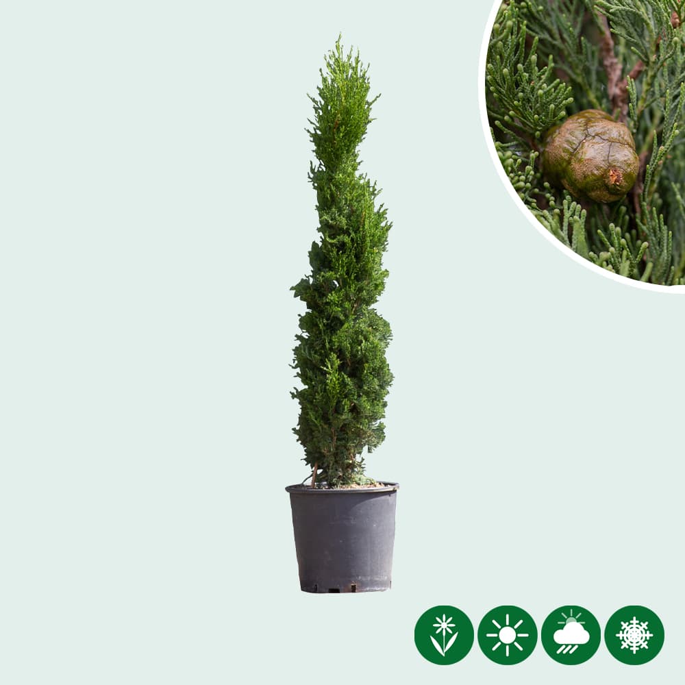 Italiaanse cipresboom 80 cm