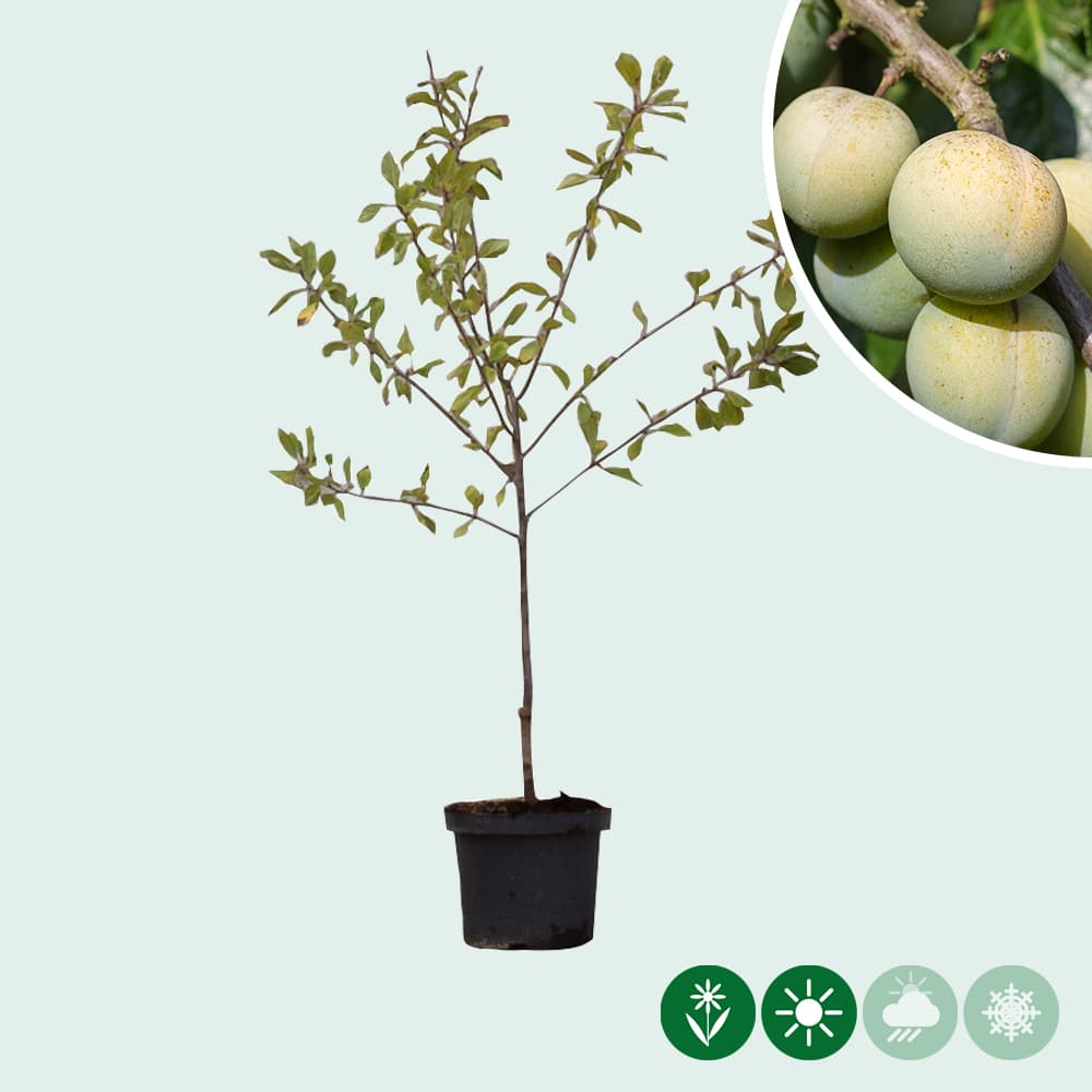 Zoete pruim 'Reine Claude d'Oullins'