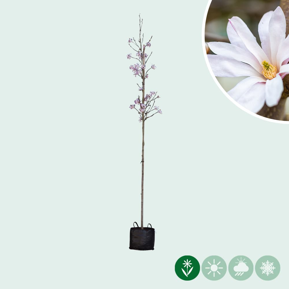 Magnolia 'Leonard Messel'