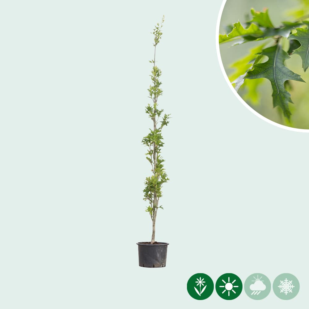 Zuil moeraseik laagstam