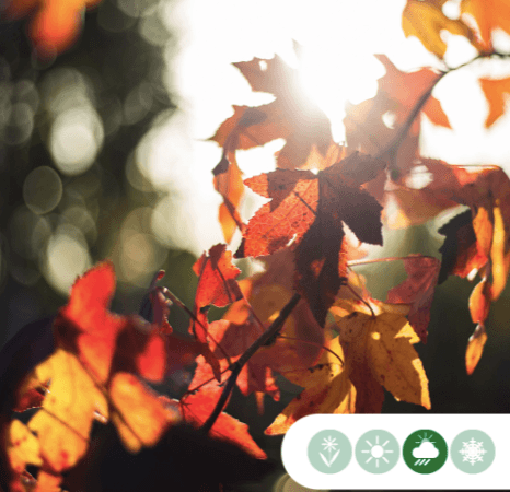 Amberboom vierkant dak 200-220 cm stamhoogte