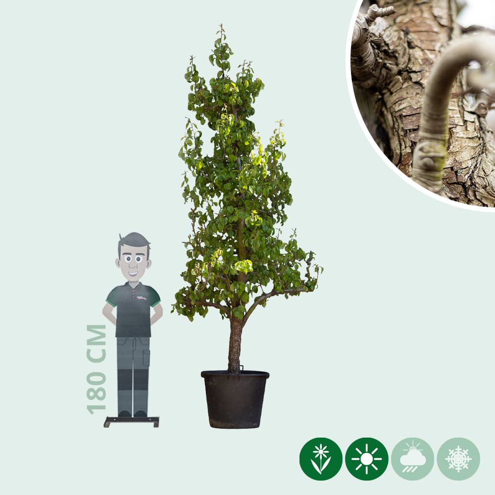 Oude perenboom 'Conference'