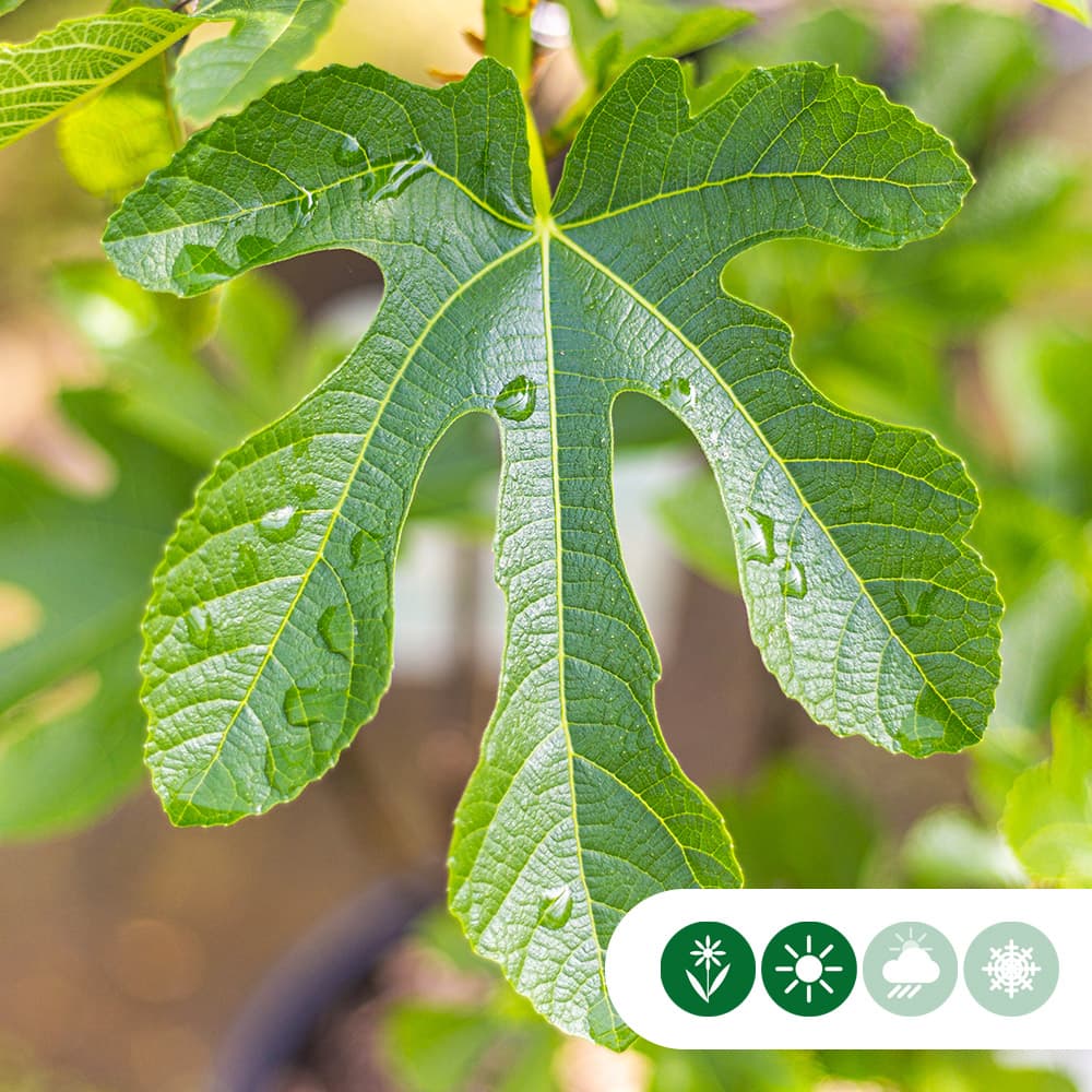 Vijgenboom 'Panachee'